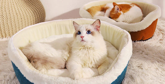 Pet Mattress It Feels At Ease As Its Own Home
