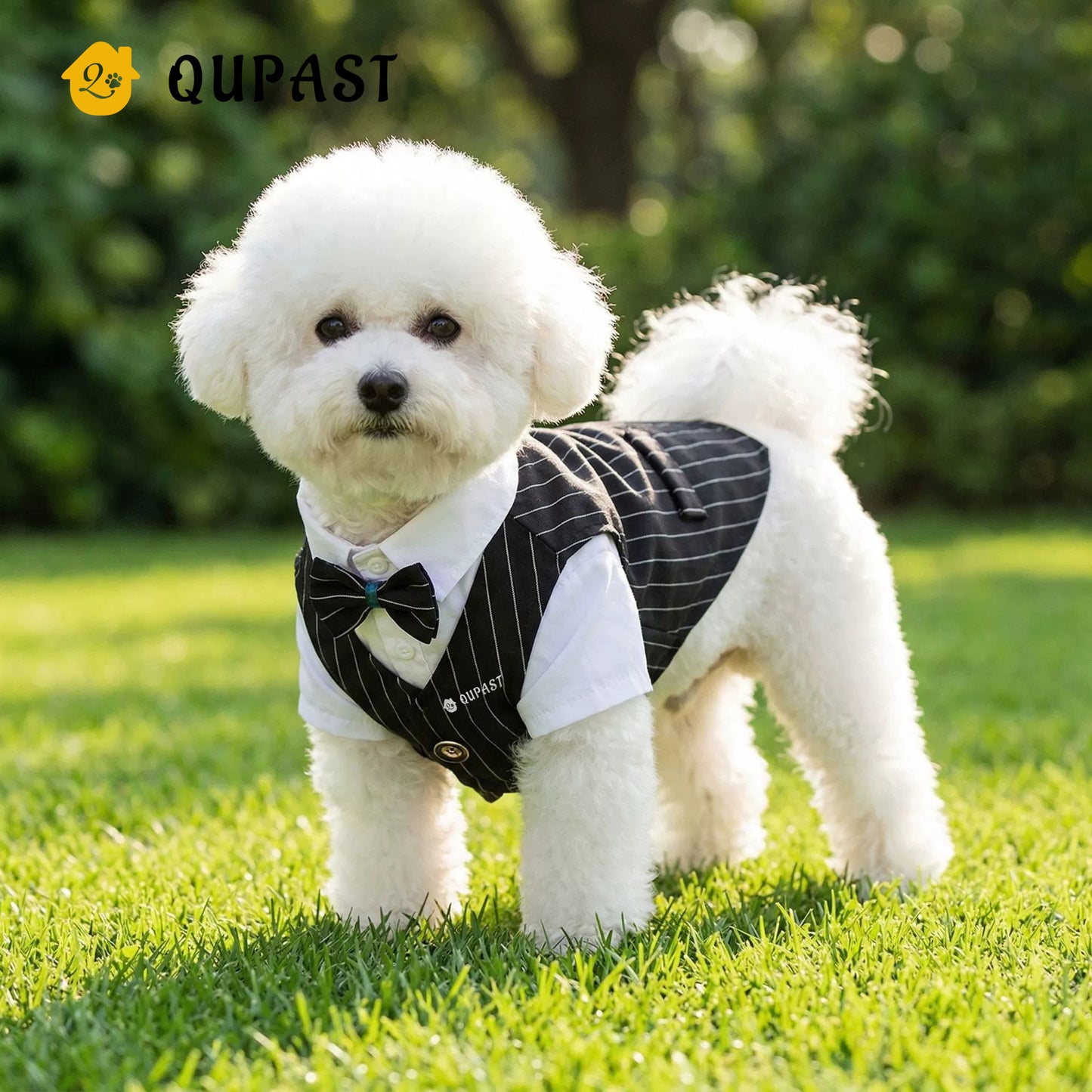 Spring Cat Pet Clothing: Suit, Formal Dress, Shirt, Vest